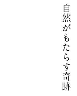 自然がもたらす奇跡 秋鹿